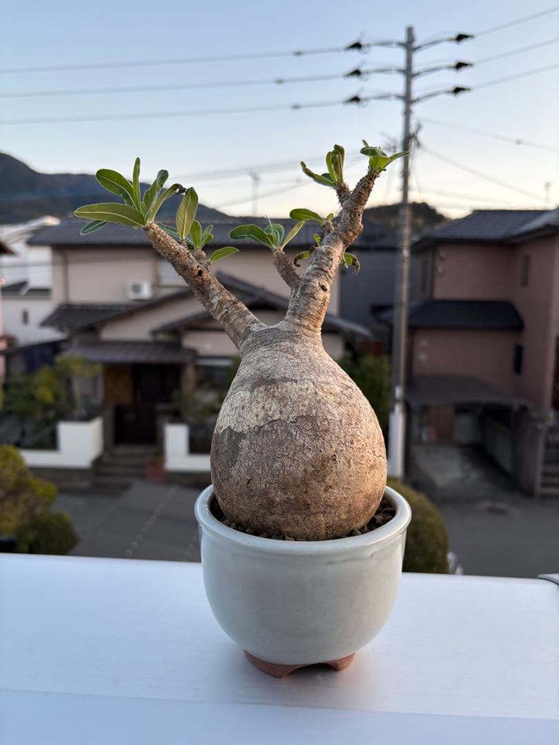 パキポディウムグラキリス発根済み