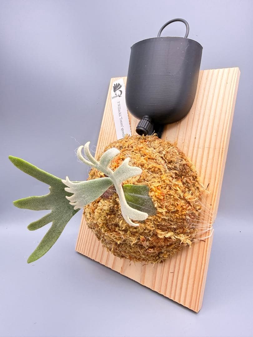 ＠みむ　ビカクシダP.willinckii Totoro spore