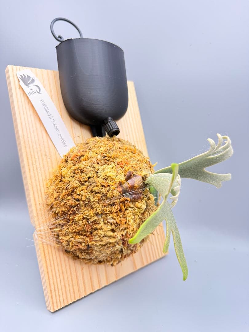 ＠みむ　ビカクシダP.willinckii Totoro spore