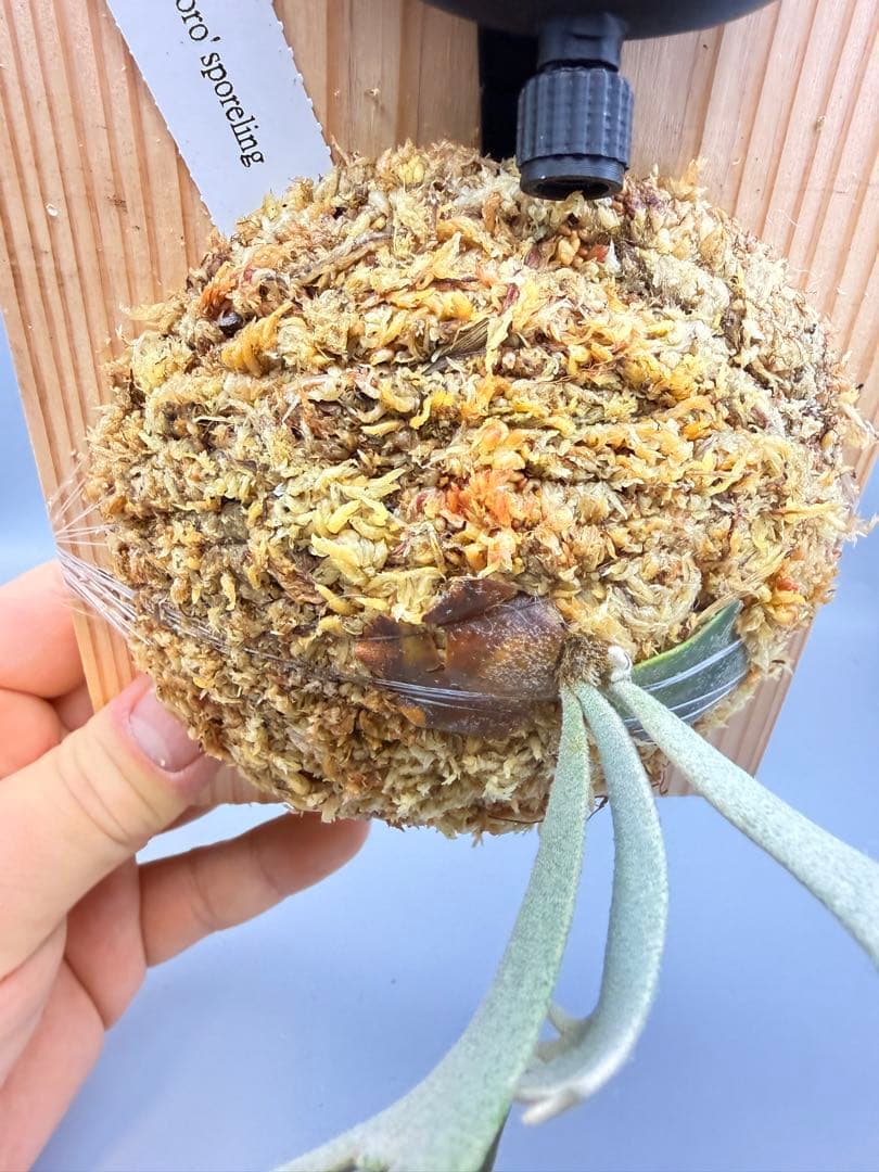 ＠みむ　ビカクシダP.willinckii Totoro spore