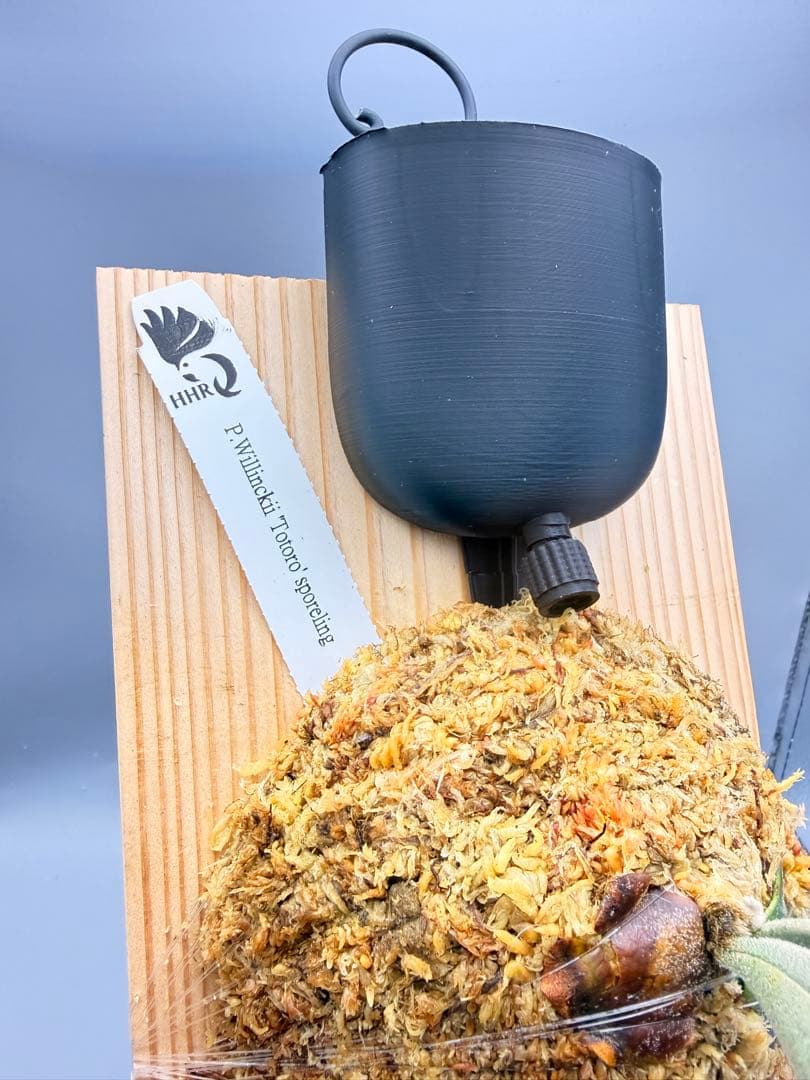 ＠みむ　ビカクシダP.willinckii Totoro spore