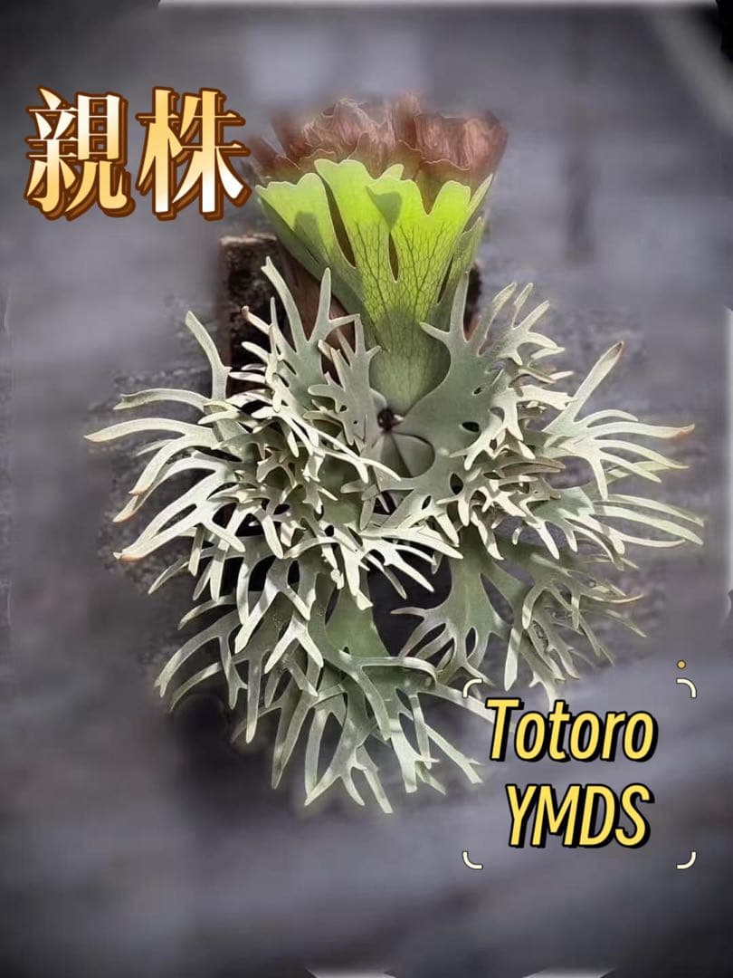 ＠みむ　ビカクシダP.willinckii Totoro spore