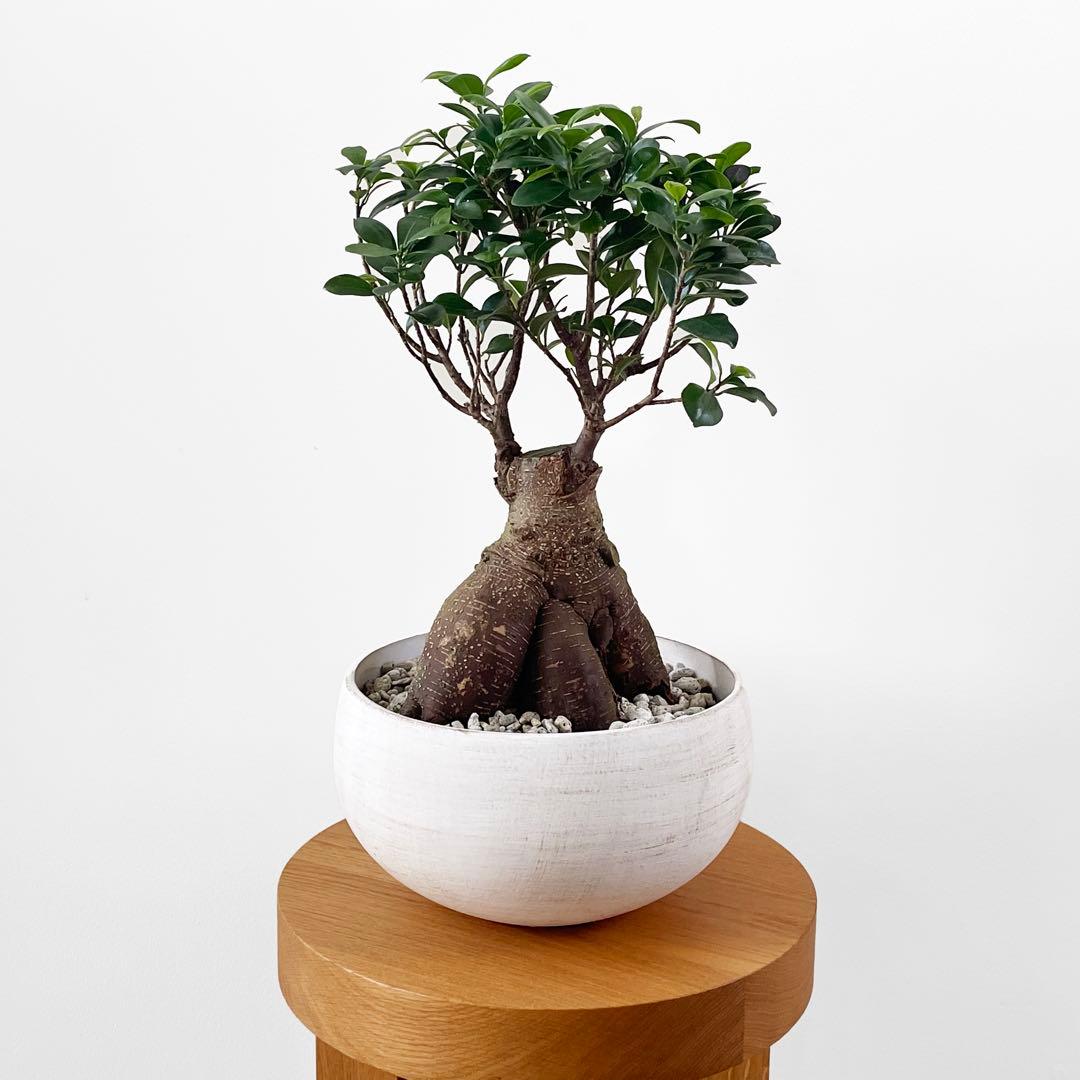 観葉植物 ガジュマル