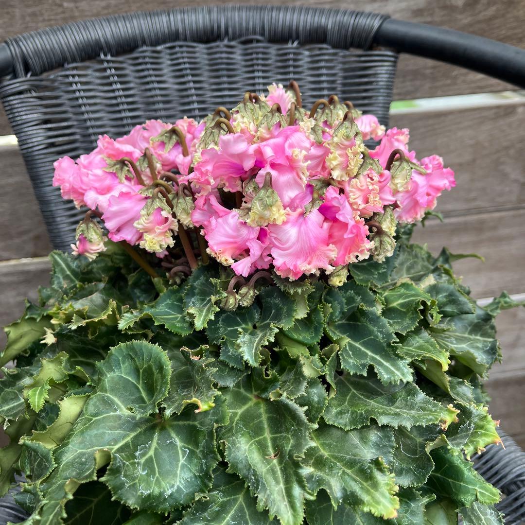 なおさん様 リクエスト 3点 まとめ商品　シクラメン　ピポカ　フェアリーピコ　他