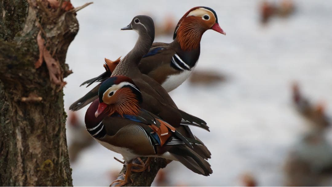 SIGMA DG 50-500mm 1:4.5-6.3 望遠ズームレンズ