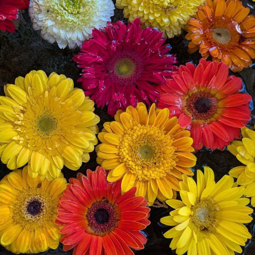 【ワンダーフォーゲル1860様　丙午　カッコいい午　絵柄　御朱印です