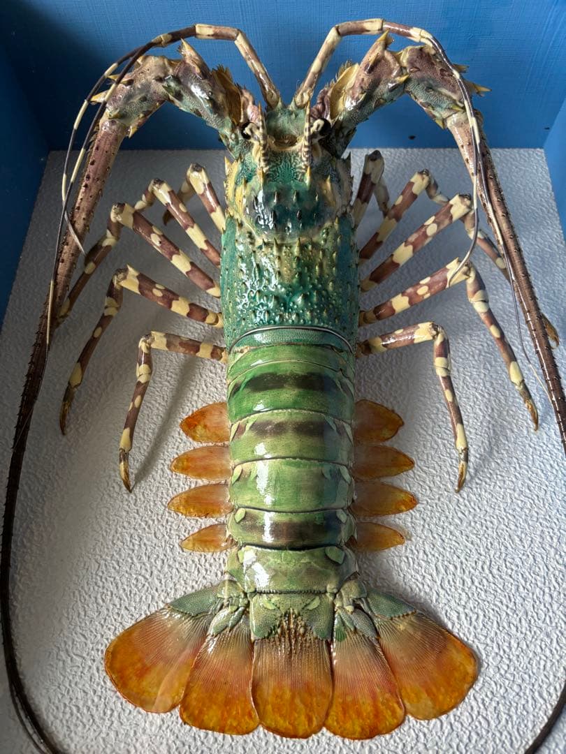 #額装標本 ニシキエビ 錦海老　伊勢海老　えび　剥製