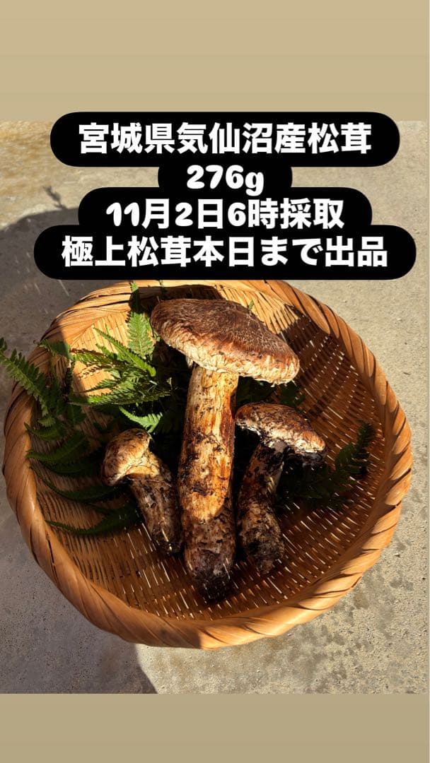 極上松茸 276g宮城県気仙沼産