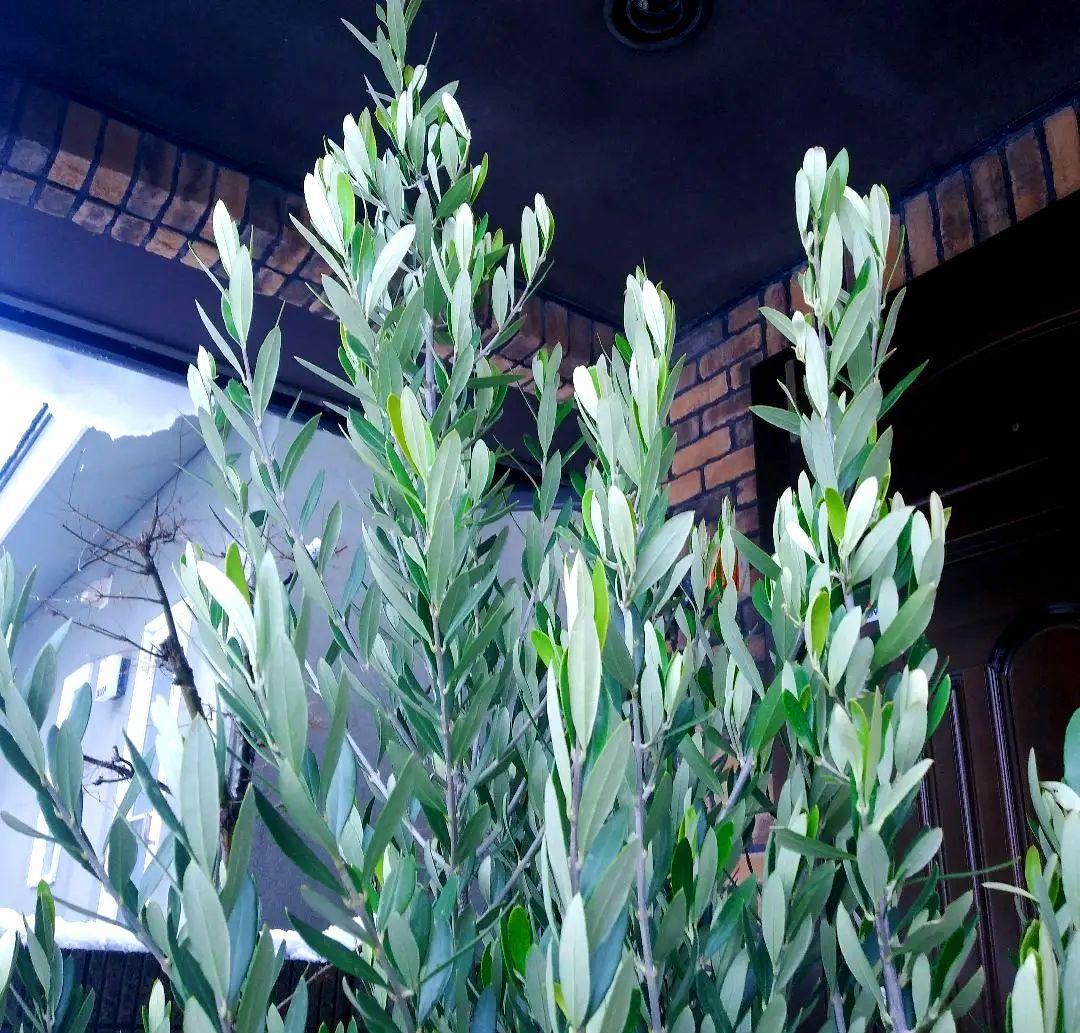 オリーブの木 シプレッシーノ 200cm❗ 大型12号 綺麗な葉色 植え替え済