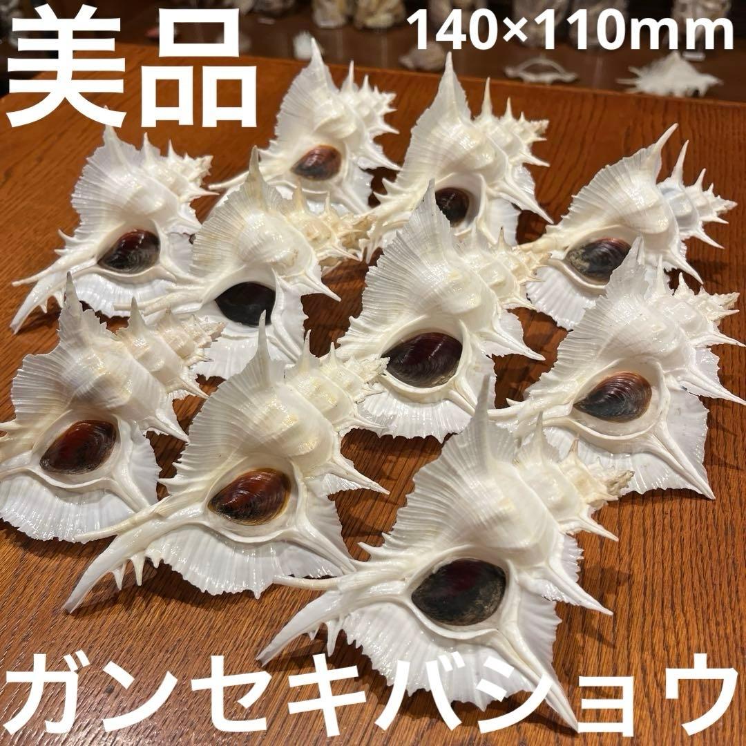 海*貝様 【最終在庫】　美品　東シナ海産　蓋付き　ガンセキバショウ　10点セット