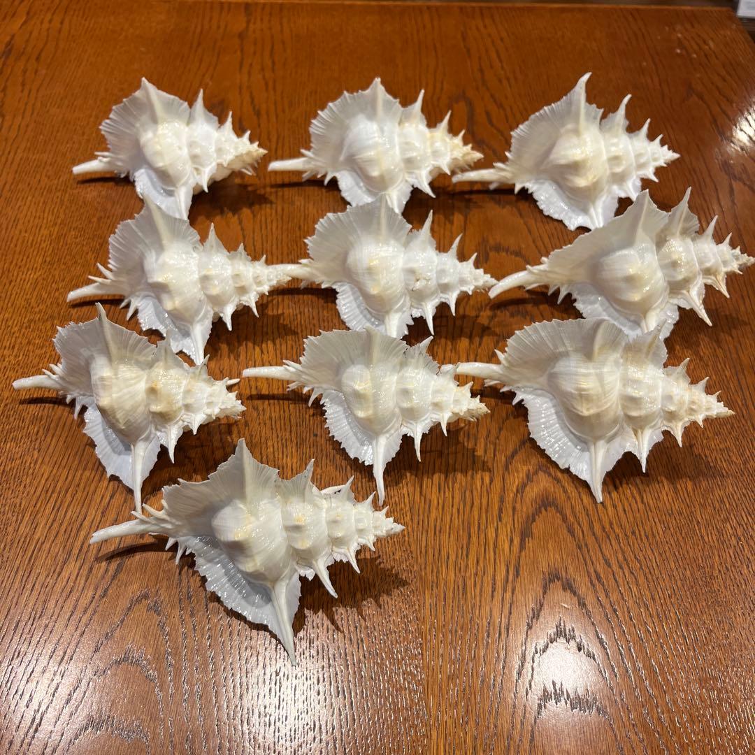 海*貝様 【最終在庫】　美品　東シナ海産　蓋付き　ガンセキバショウ　10点セット