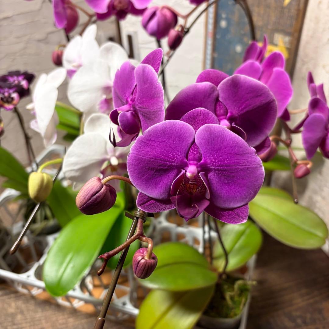 う*り様 胡蝶蘭　ピンクアソート　8ポット ファレノプシス