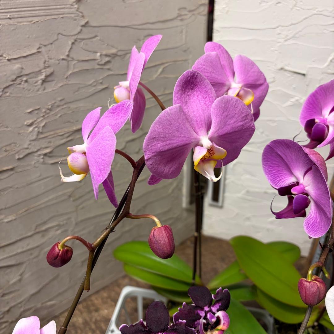 う*り様 胡蝶蘭　ピンクアソート　8ポット ファレノプシス