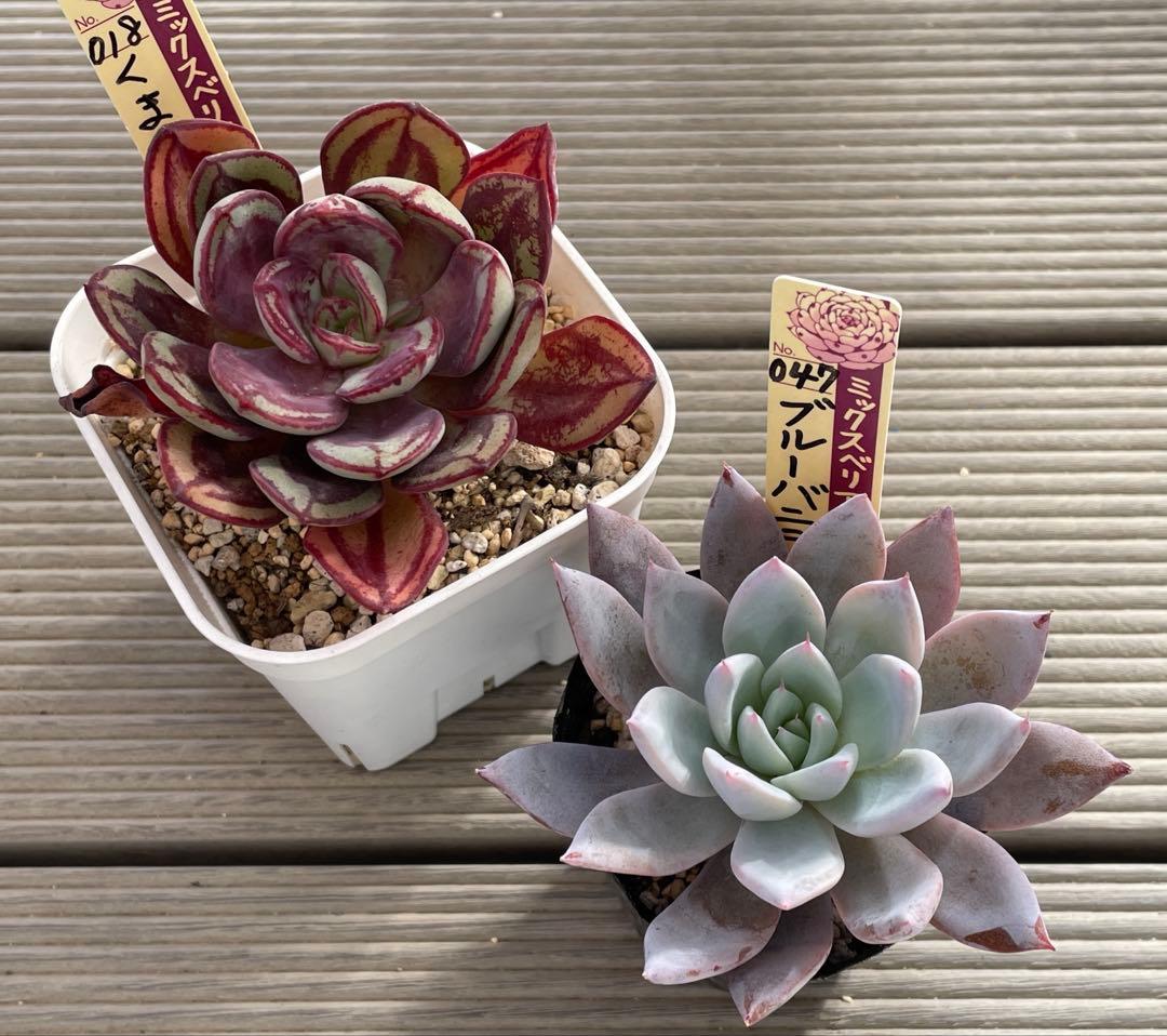 くまどり　ブルーバニラ　札付き　ミックスベリア　多肉植物