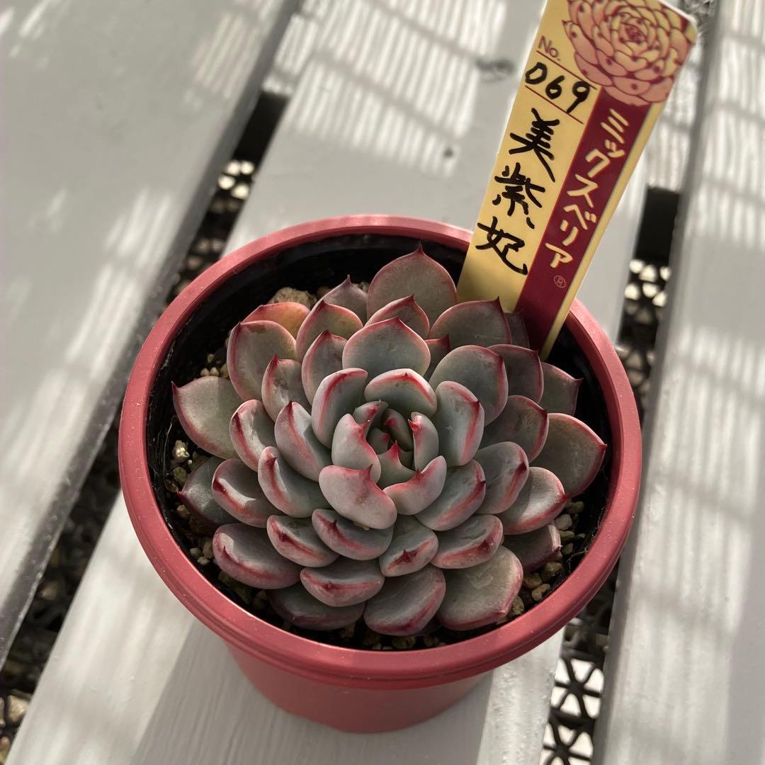 ミックスベリア 美紫妃 おらいさん苗 札付き エケベリア 多肉植物