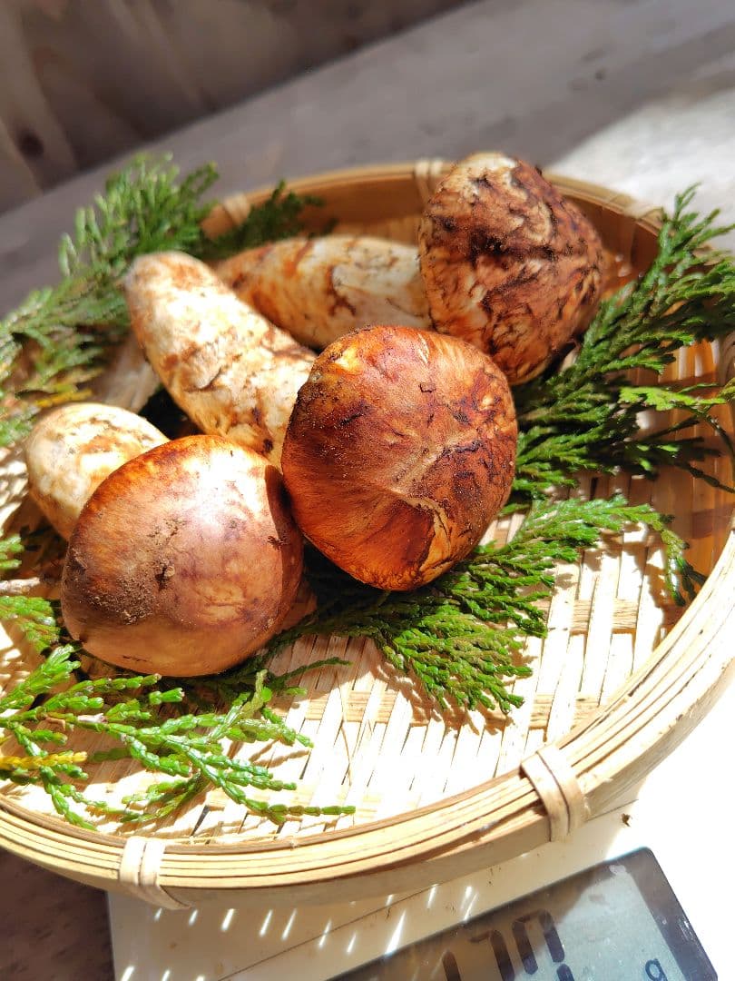 上つぼみ 松茸 127g すだちつき 信州 北アルプス産 天然きのこ 長野 国産