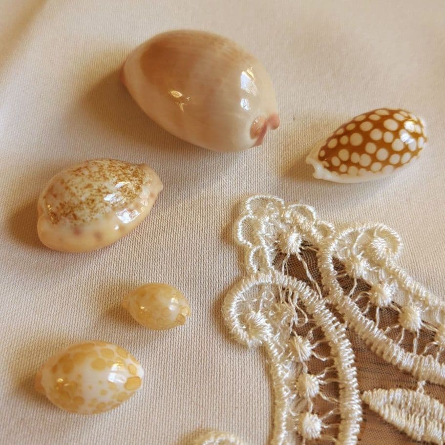 COWRIES　オサナ　カノコ　パパイア　フイリチドリダカラガイ　宝貝　貝殻5個