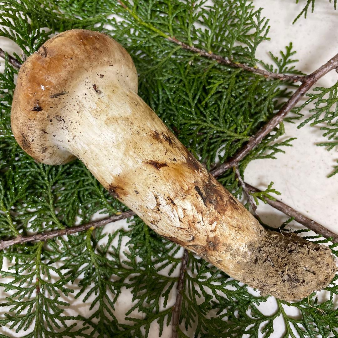 広島県産　松茸　極太　開き