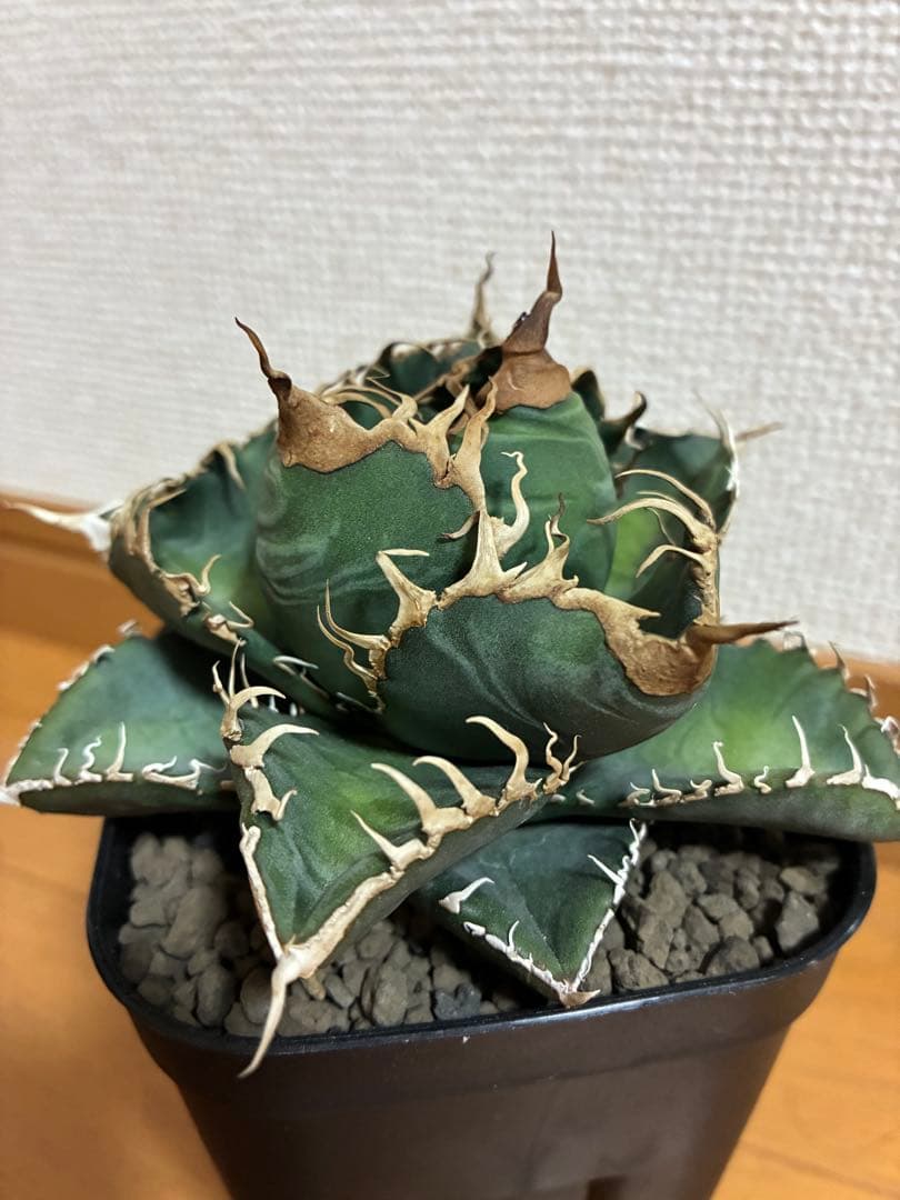 アガベ チタノタ　悪魔くん