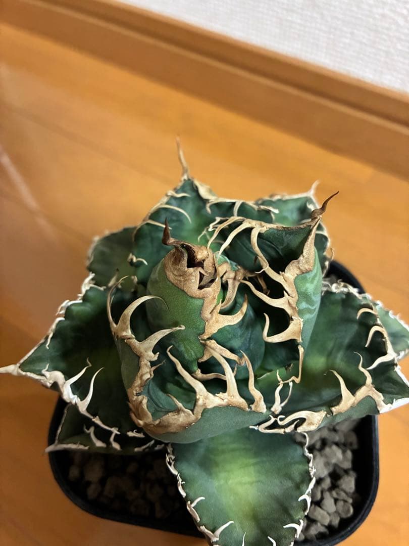 アガベ チタノタ　悪魔くん