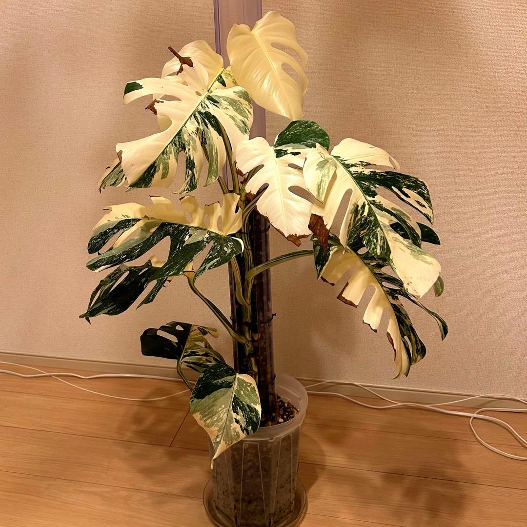 引き取り限定！モンステラ　ボルシギアナ　ホワイトタイガー　極上斑入り フルムーン