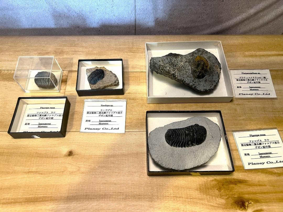 古*代様 化石 4点/ 三葉虫 デボン紀中期 / 産地 モロッコ Issoumo