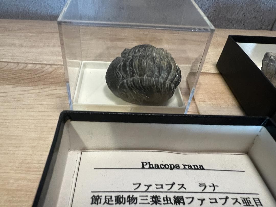 古*代様 化石 4点/ 三葉虫 デボン紀中期 / 産地 モロッコ Issoumo