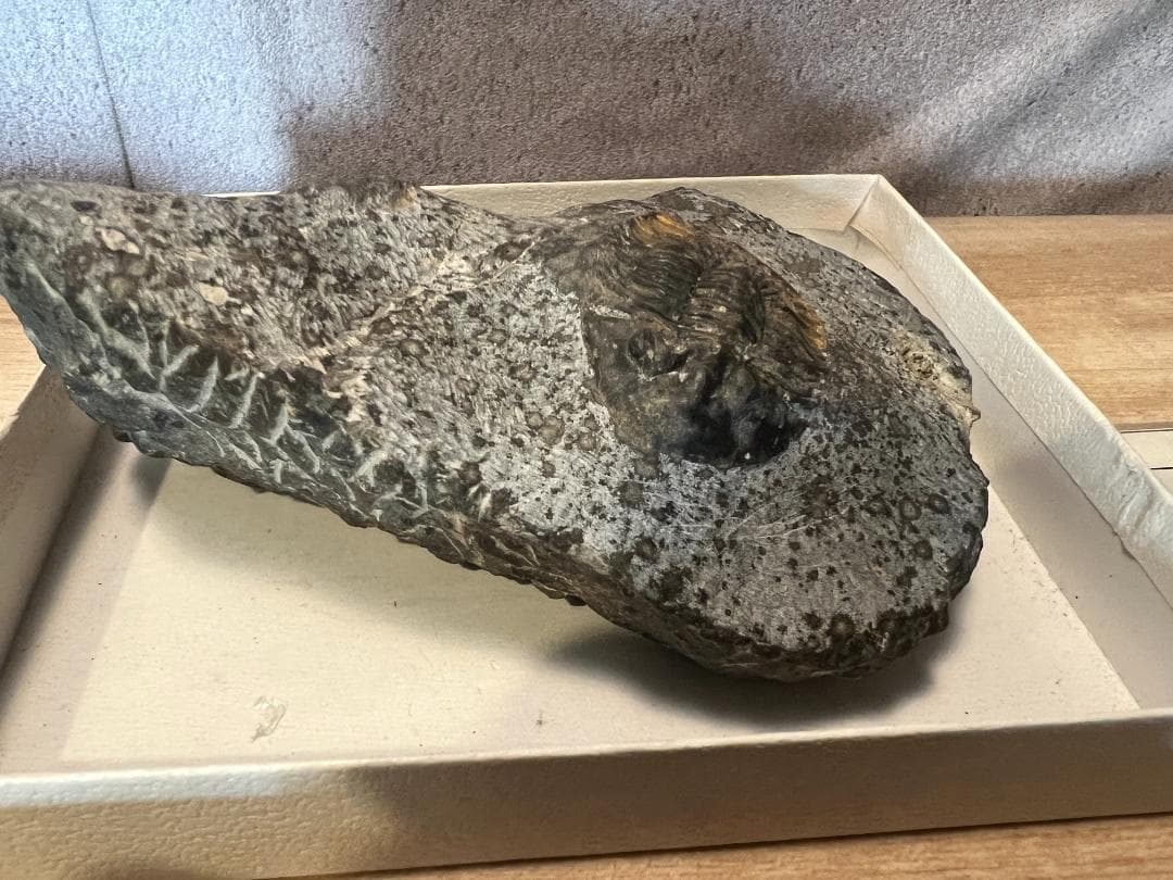 古*代様 化石 4点/ 三葉虫 デボン紀中期 / 産地 モロッコ Issoumo