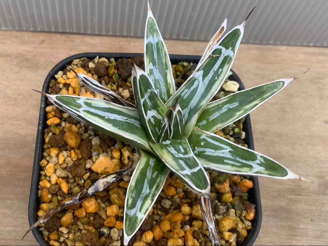 アガベ 極氷山 (多肉植物・サボテン)