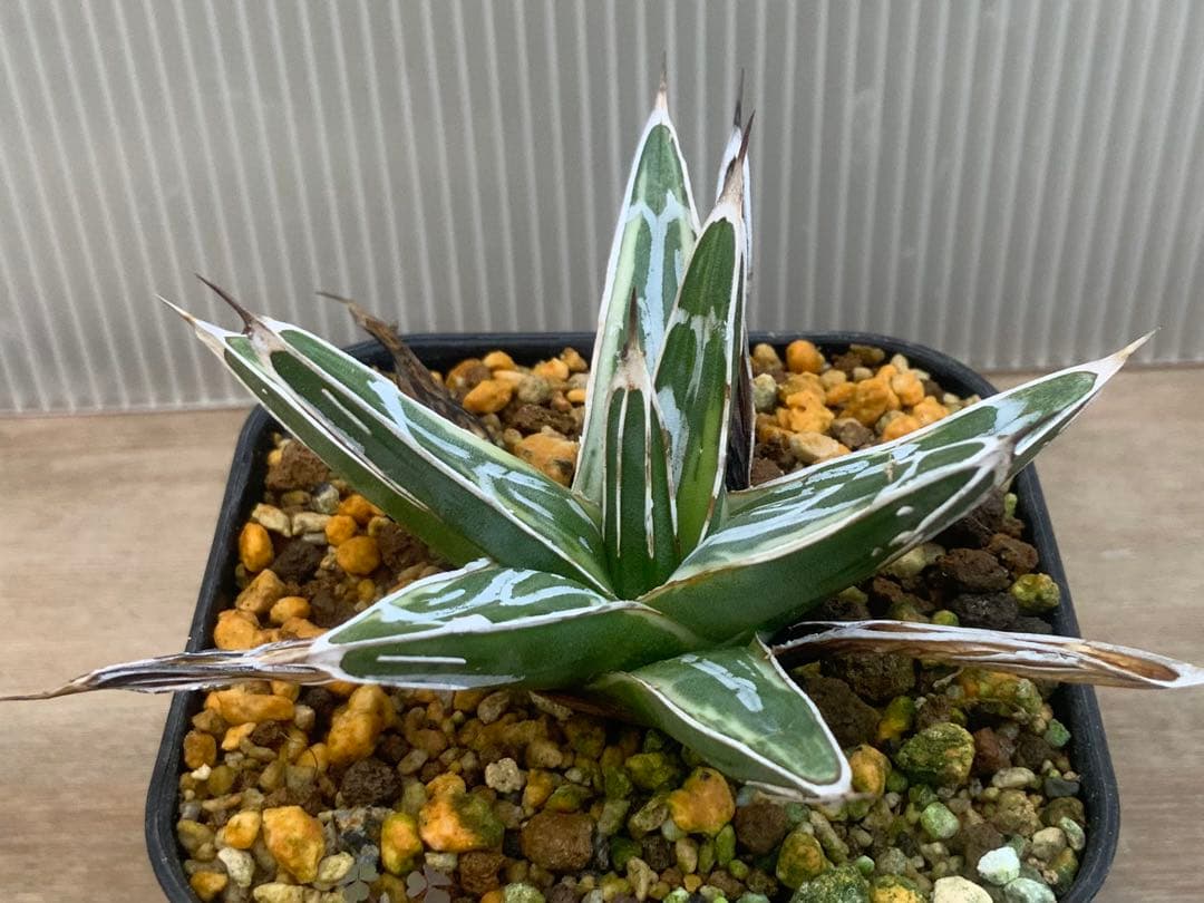 アガベ 極氷山 (多肉植物・サボテン)