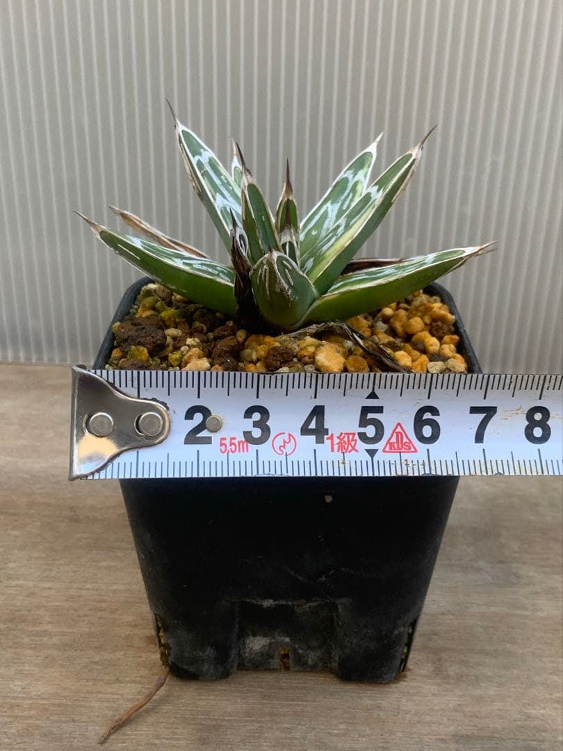 アガベ 極氷山 (多肉植物・サボテン)