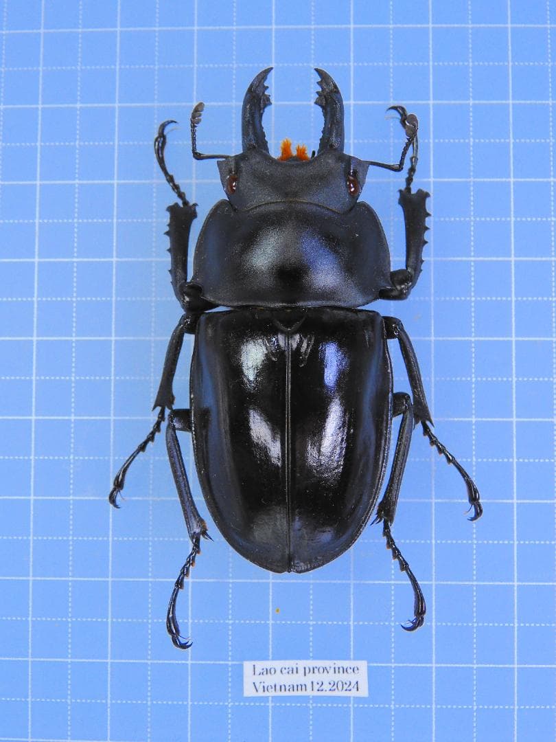 aaaamercar様 リクエスト 2点 まとめ商品