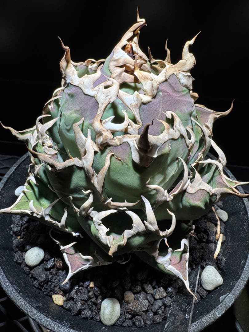 【断捨離】おまとめ品　アガベ　チタノタ　シーザー　ボール　大株