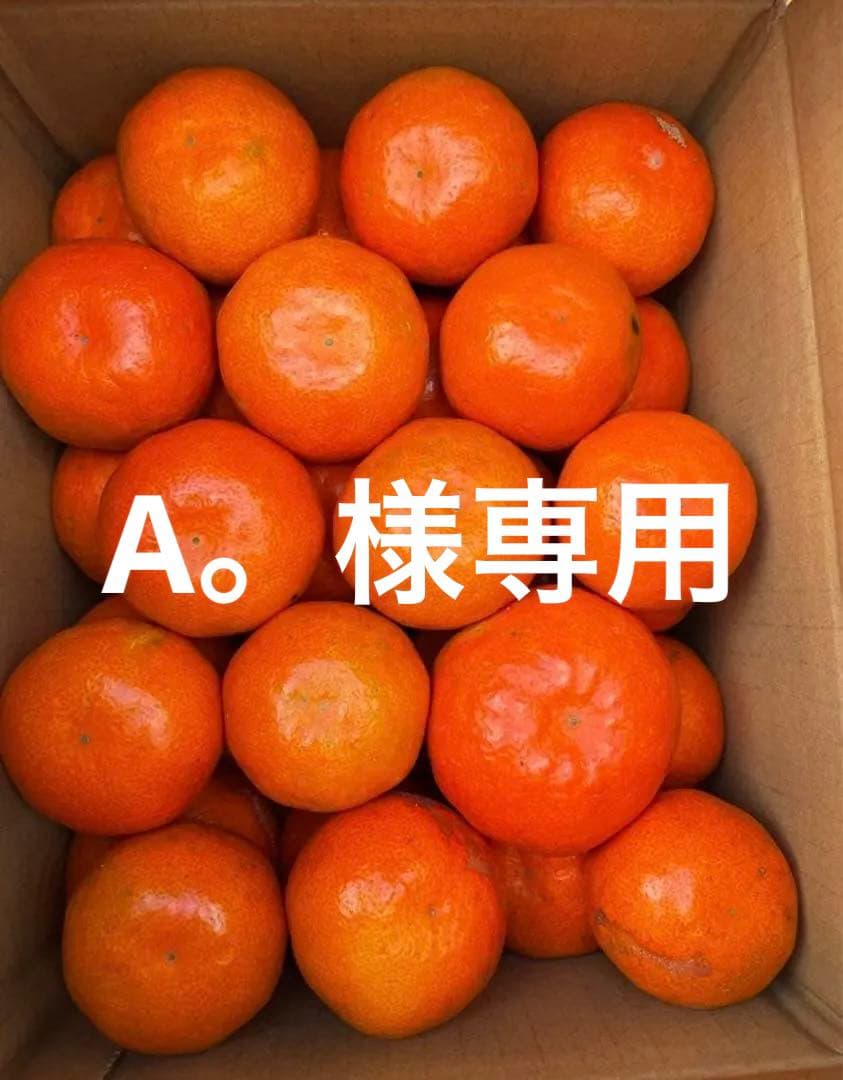 香川県産　小原紅早生みかん　家庭用9.5〜10キロ　2箱