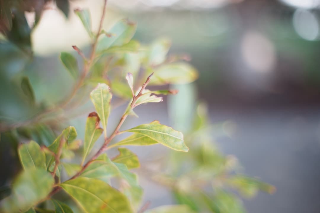 【美品】動作◎ オリンパス G.Zuiko auto 50mm F1.4 269