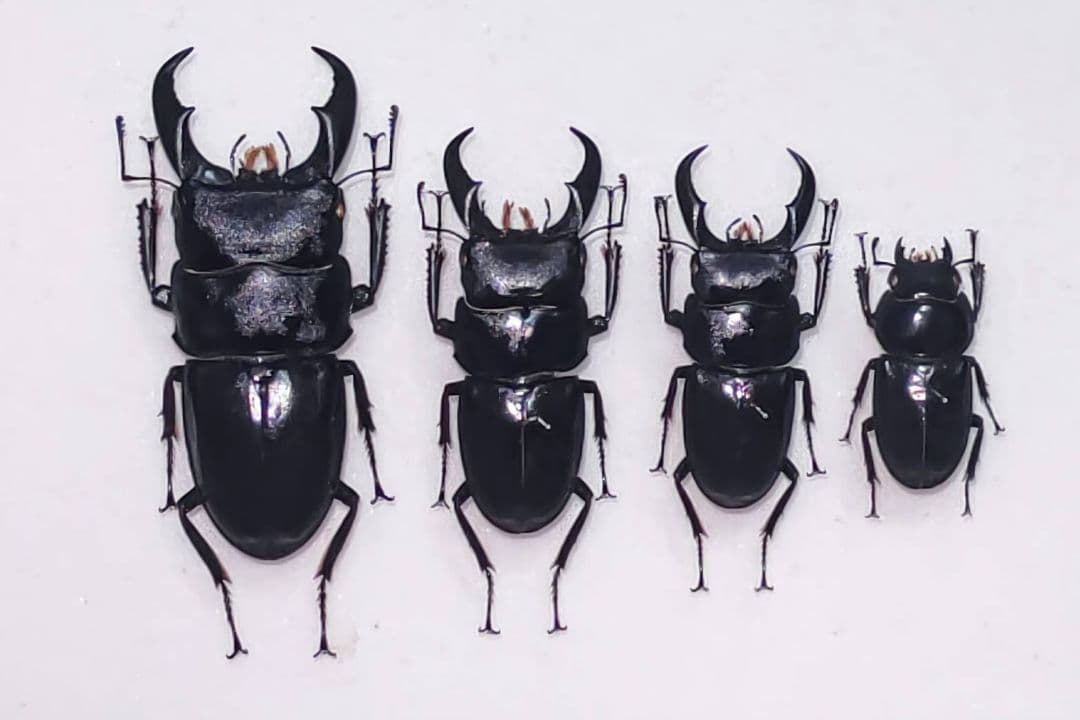 サキシマヒラタクワガタ 標本