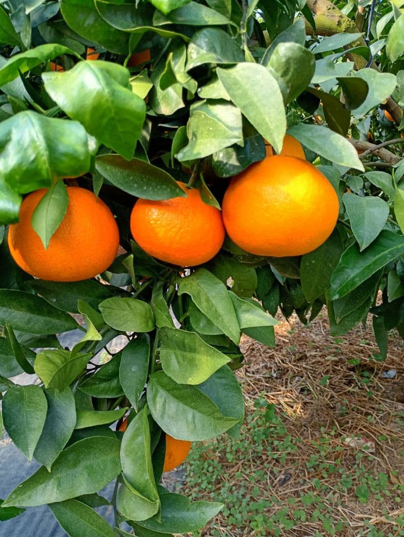 661愛果 まどんな 家庭用 10kg