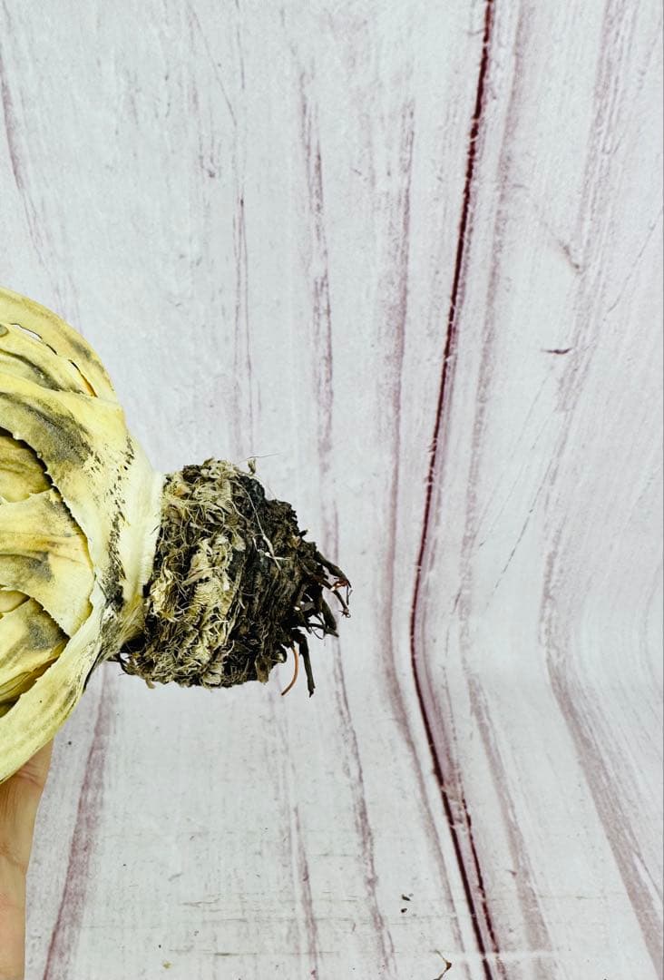 138 アガベ ユタエンシス エボリスピナ 陽炎