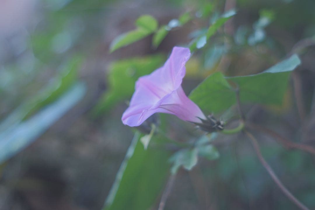 super takumar 55mm f1.8 オールドレンズ