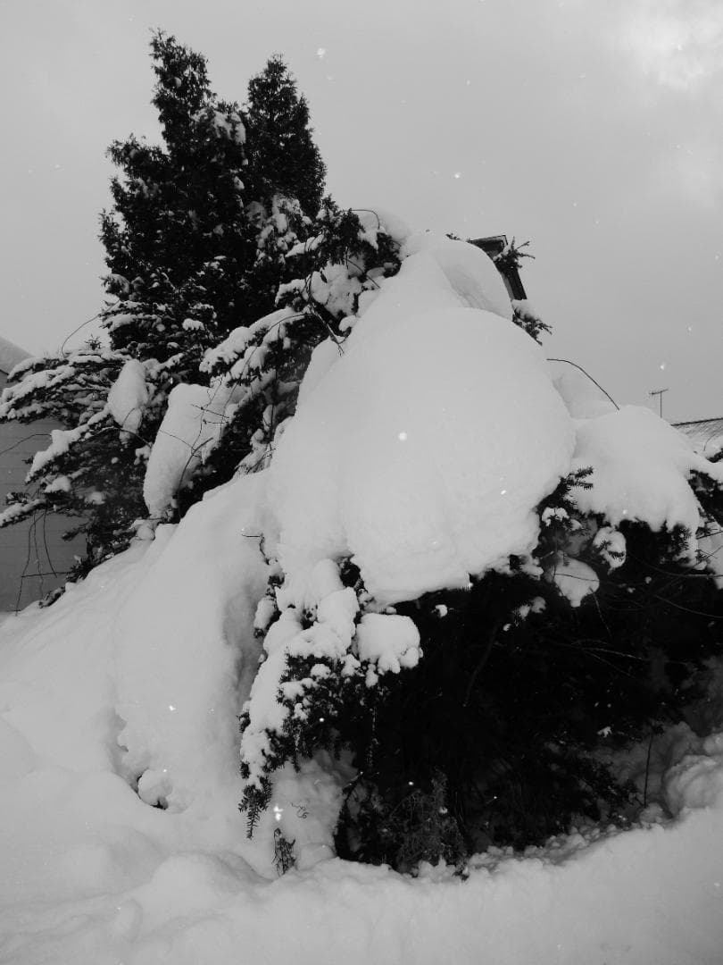 本体新等品　ニコンcoolpixS9500　テスト撮影済　画像多数