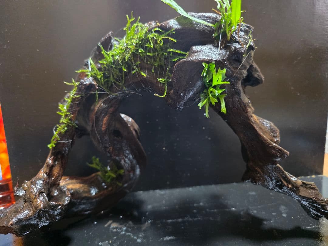 アーチ高 流木 大サイズ ウェンディロブ子株巻き