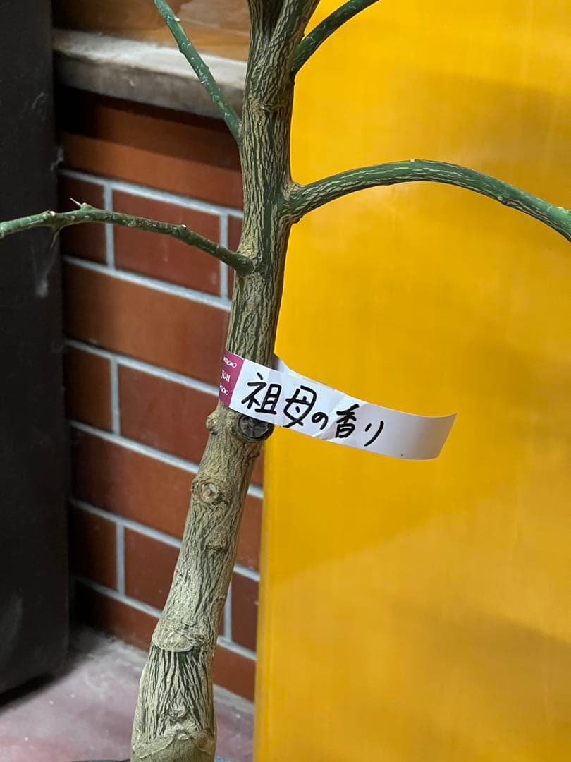 種無しカボス　２点セット