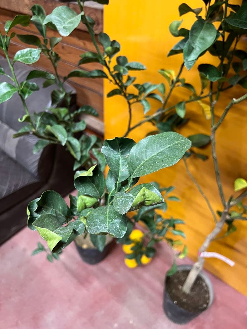 種無しカボス　２点セット