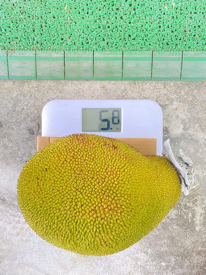 石垣島産 パラミツ ジャックフルーツ 5.8kg