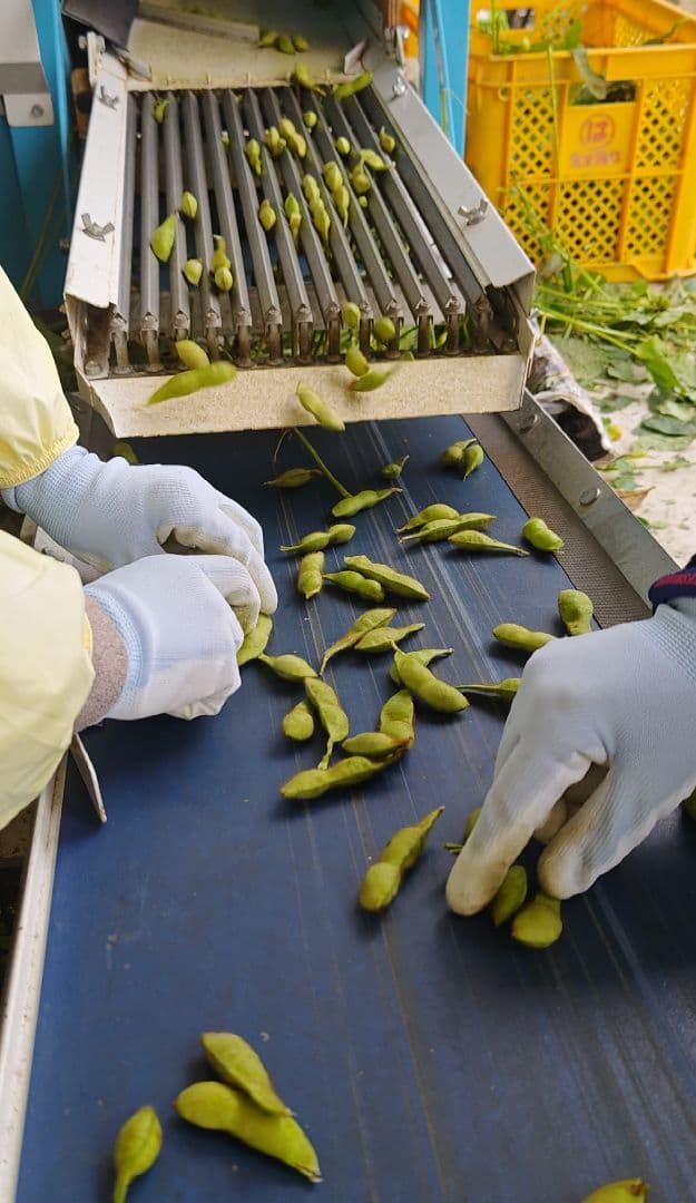 シーズン到来 ５キロです丹波黒豆 黒大豆 黒枝豆 サヤのみ 送料込み