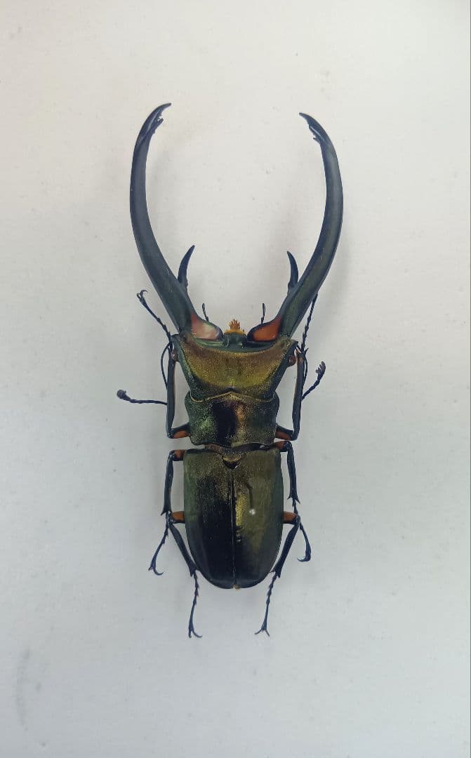 ※週末限定特価！※大型エラフスホソアカクワガタ♂野外標本
