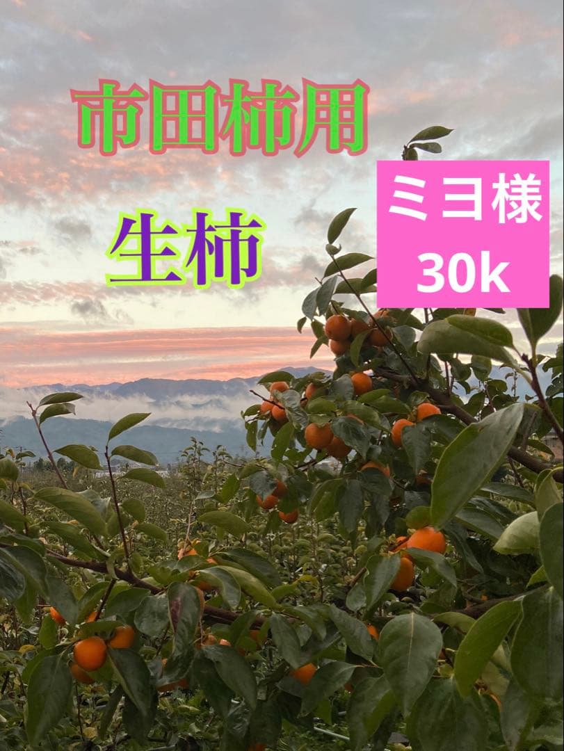 ミヨ　市田柿用　生柿　渋柿