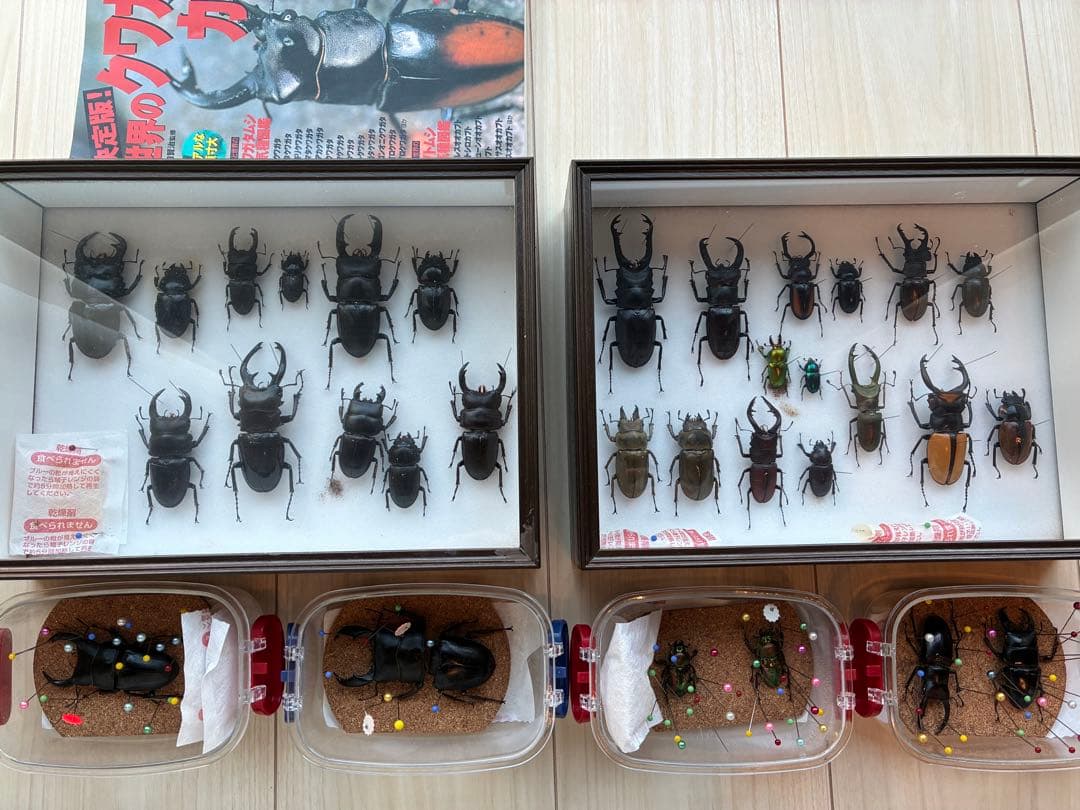 クワガタ標本 セット 標本ケース2個