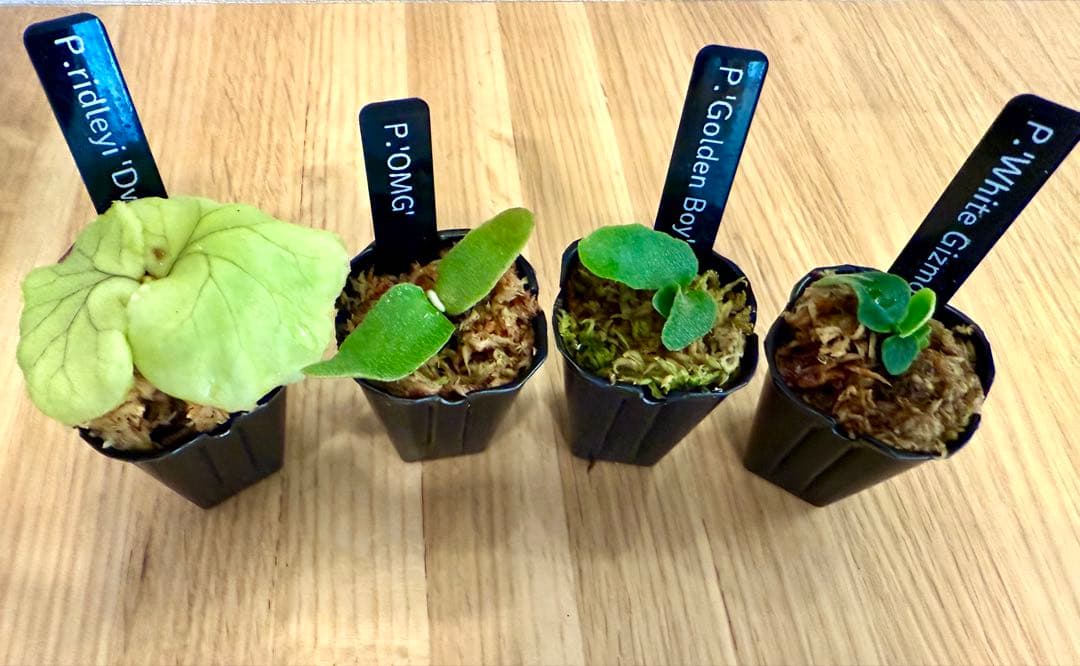 ビカクシダ　セット 金童　OMG　ホワイトギズモ　リドレイドワーフ