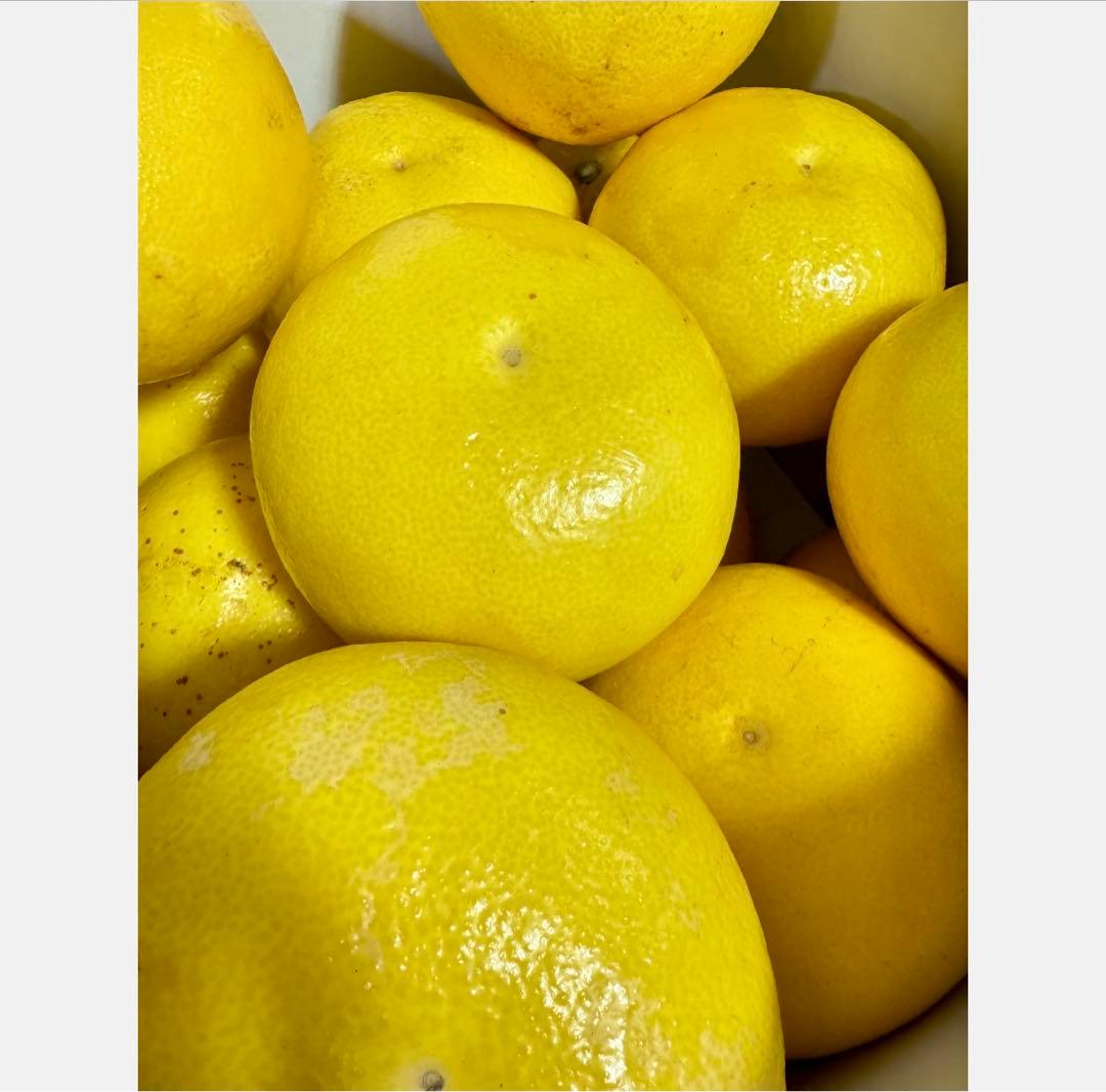 ㊱高知特産 露地栽培 土佐文旦 4L限定 文旦 約20kg 大玉 サイズ